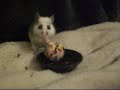 ASF rat learning basketball ASF rat learning basketball