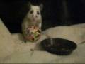 ASF rat learning basketball