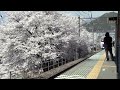 中央東線 勝沼ぶどう郷駅「甚六桜」 Apr. 9th, 2014 甚六