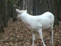 white buck in woods
