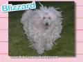 Ultra Kawaii - Crazy Hair Pets!