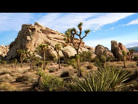 how to plant a joshua tree