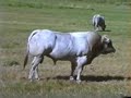 Piedmontese Cattle Piedmontese Cattle