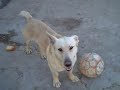 PROTECTORA DE ANIMALES LLEIDA