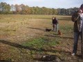 videos de Teckelwandeling achterveld
