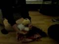 videos de Chilli und Bruno 2.0