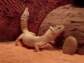 leopard gecko shedding