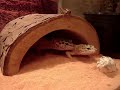 leopard gecko shedding