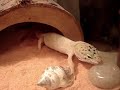 leopard gecko shedding