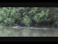 Beaver Bath Interrupted by Muskrat Invader