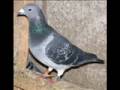 RACING PIGEON PORUMBEI VOIAJORI TULCEA Manele-Gratis.net