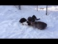 Голодные коты 29.01.2012г.