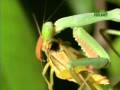 videos de Nature's Perfect Predators- Praying Mantis