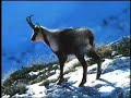 Basic introduction to the chamois, wolves & bears conservation expedition in the Slovakian Tatra mountains. Recorded as part of an interview with L.A.-based 