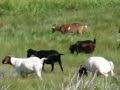 Goats of Breckenridge