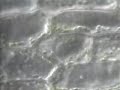 Cytoplasmic Streaming