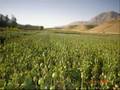 Why aren't USA using aerial spraying to kill Afghan opium ?