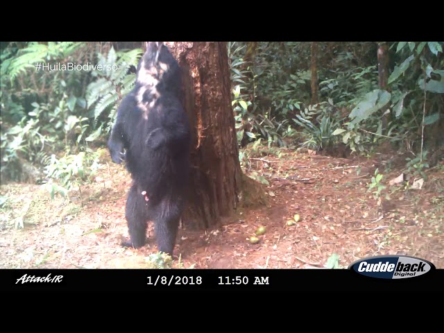 Así registramos la fauna silvestre en el Huila