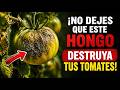 ¡NO DEJES que este hongo destruya tus TOMATES! 🍅 Haz ESTO ahora mismo (Cladosporiosis)