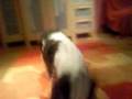 Wee-Bee verbeugt sich