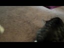catnip