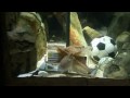 Octopus Paul - Uruguay vs. Germany