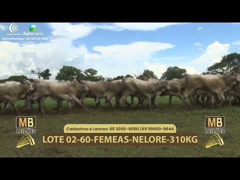 540� LEIL�O VIRTUAL MB LEIL�ES