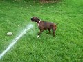 My crazy boxer pup My crazy boxer pup