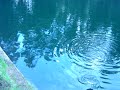 Pesca EL TRUCHON II