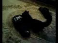 Isis playing