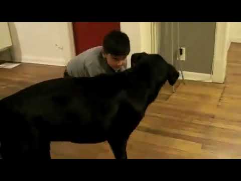 rottwailer