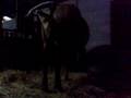 A Beautiful Bay Paint Colt Is Born!!