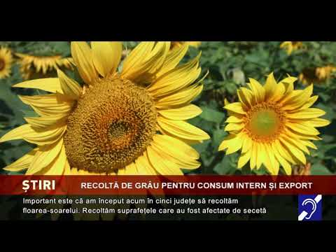 Daea: Am încheiat recoltarea grâului
