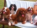 Cavalier King Charles Spaniels being themselves
