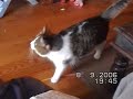 quand-mon-chat-se-prend-pour-1-chien-cat-like-a-dog.html