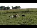 Fern on goats