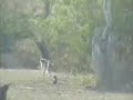baboons-playtime.html