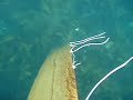 AD-scull. under water view of blade