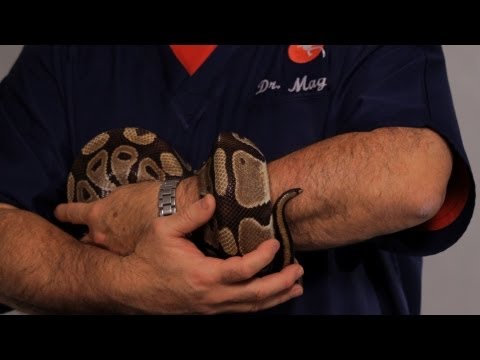 how to properly hold a ball python