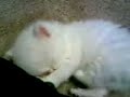 5 Week old persian kitten - SOO CUTE!