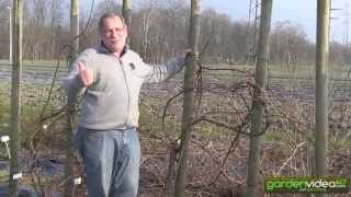 #251 How to prune a grapevine
