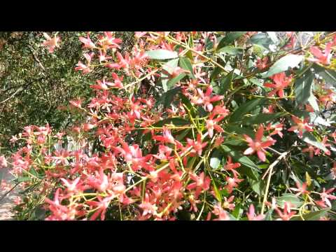 how to grow nsw christmas bush