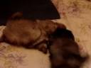 Pekingese puppies playing