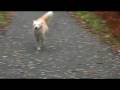 happy little Border Collie