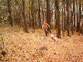 Redjo walk 3