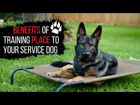 video-linktoworks-Benefits of training place to your service dog |...