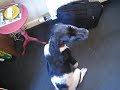 Munster puppy says hello