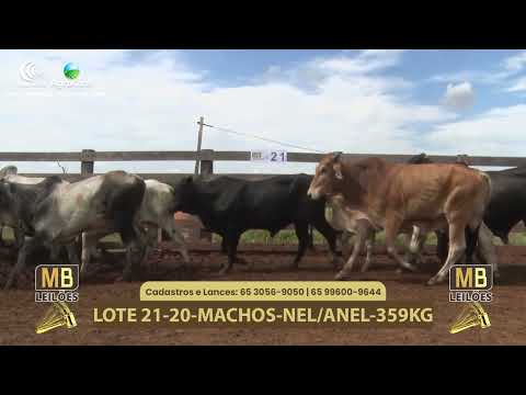 548� LEIL�O VIRTUAL MB LEIL�ES