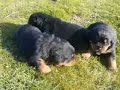 ROTTWEILLERS PUPPIES - 3 weeks = ALFA-TIK WORKING DOG SCHOOL ROTTWEILLERS PUPPIES - 3 weeks = ALFA-TIK WORKING DOG SCHOOL