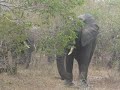 Elephants in Mole National Park